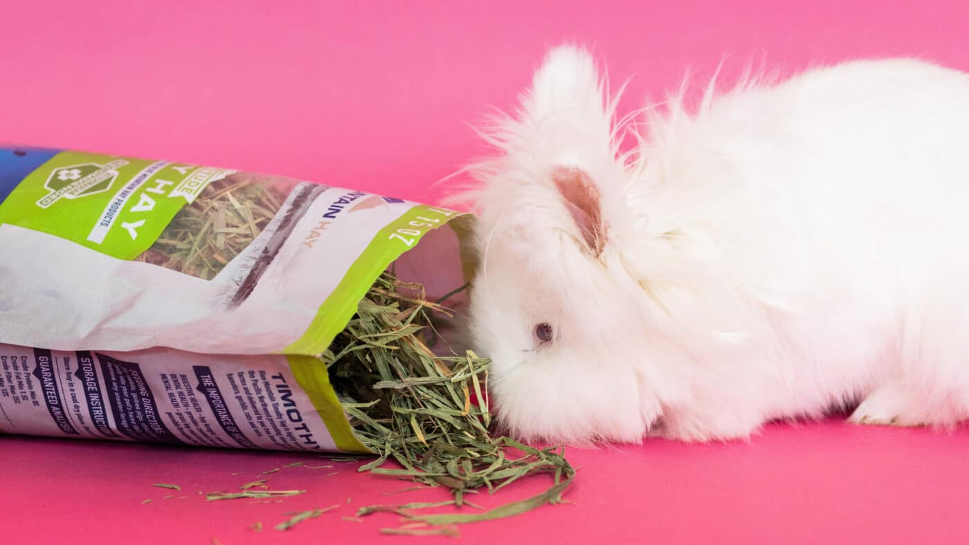 a rabbit who is on a diet of hay 