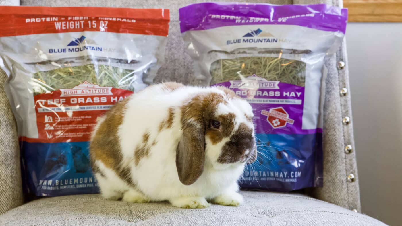 best hay for rabbits 