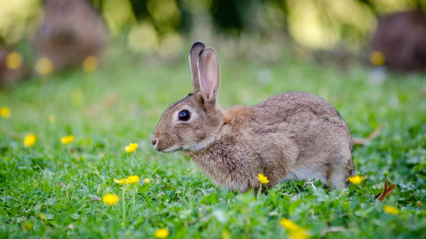 a rabbit considering timothy hay 