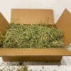 alfalfa hay for sale with hay around the box