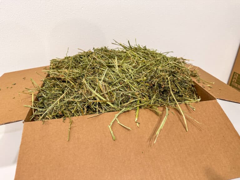 opened box of high altitude grown alfalfa hay for sale for small pets
