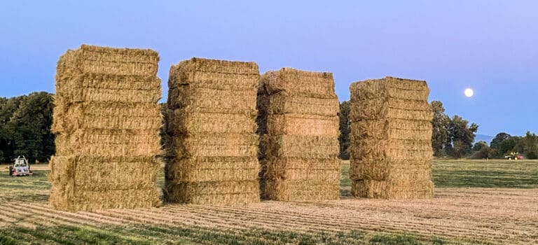4 stacks of fescue straw for hay and straw export page