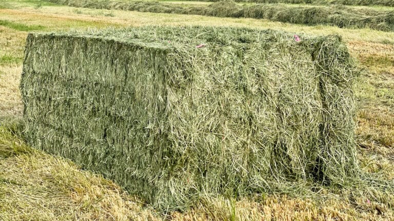 square bale of teff hay for hay and straw export internationally