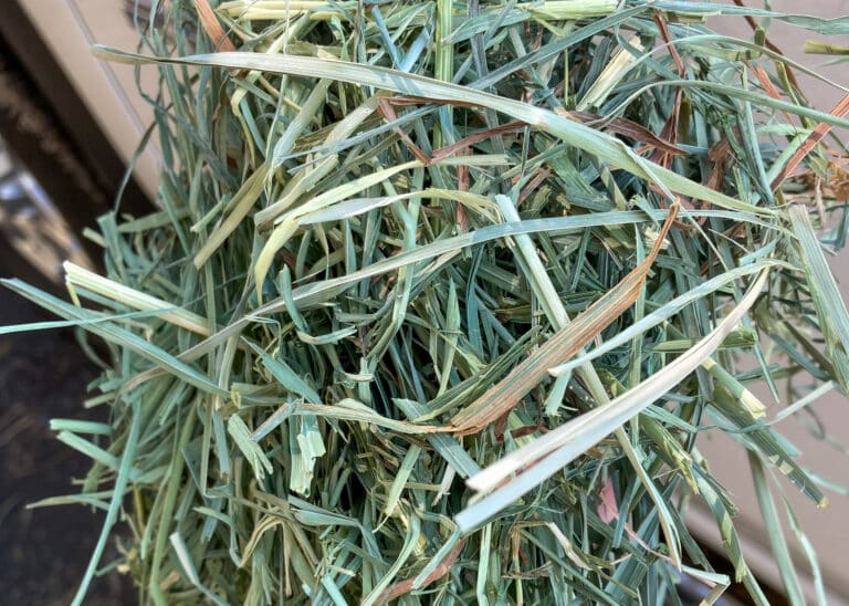 hay for livestock closeup of orchard grass hay