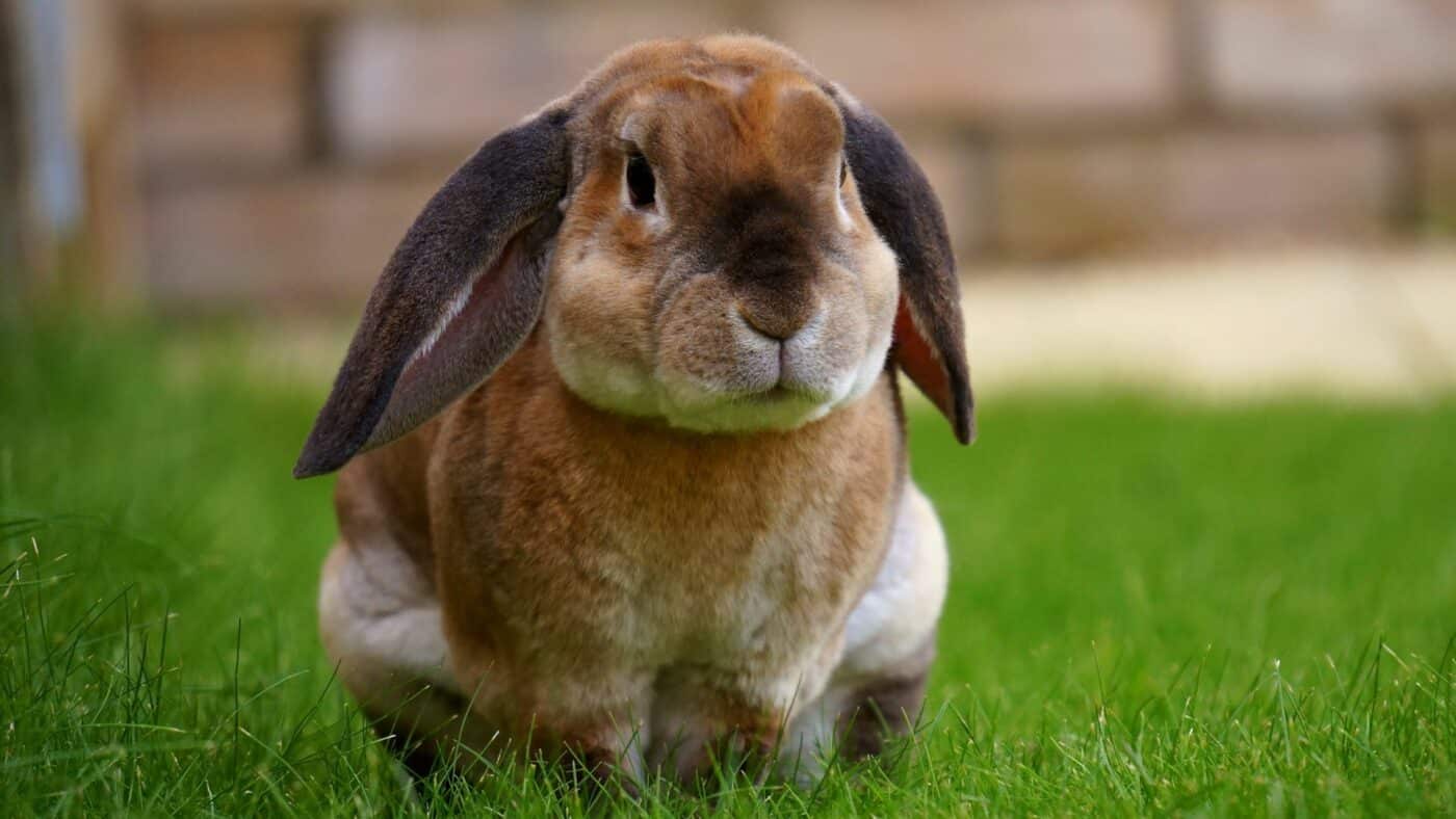 a rabbit on a hay diet 