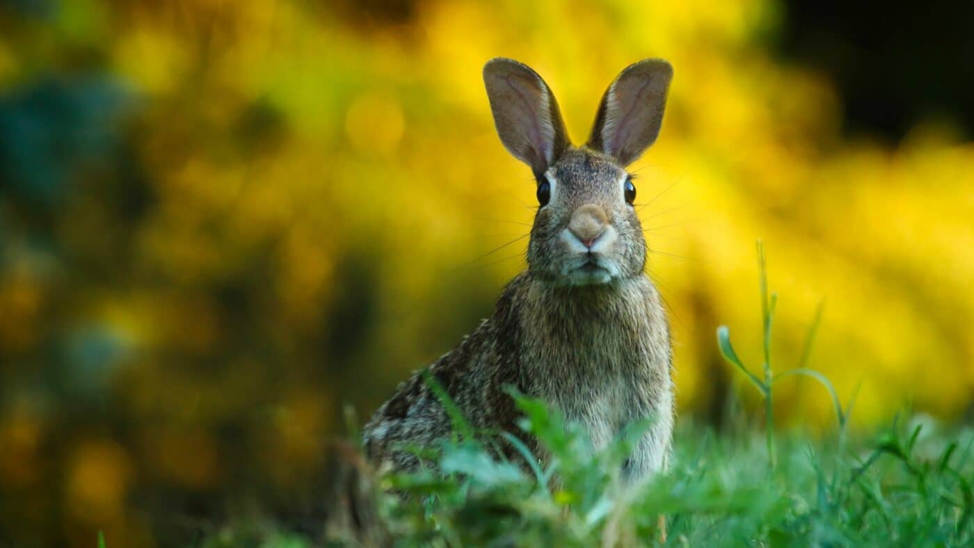 a rabbit who is on a hay diet 