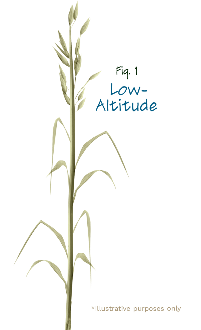 low altitude hay illustration 2