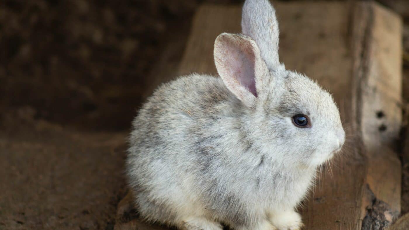 rabbit who will eat oat hay