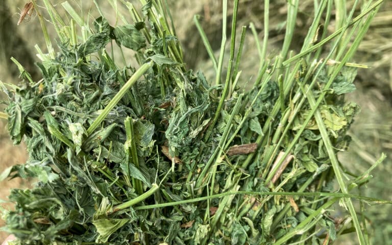 organic alfalfa hay livestock and dairy
