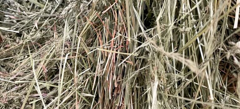 organic meadow hay and straw export