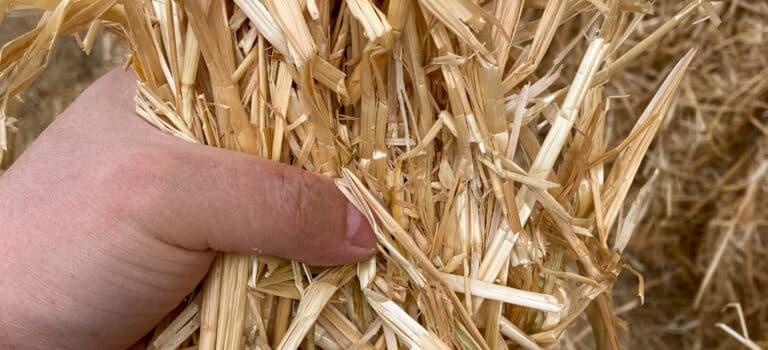 organic wheat straw hay and straw export