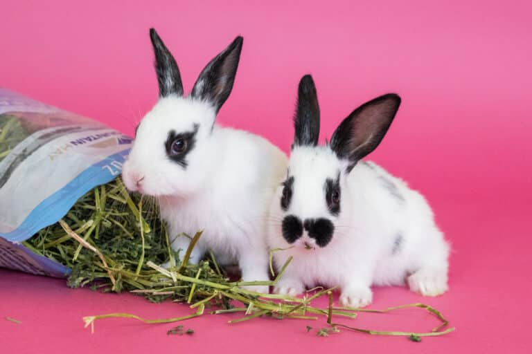 rabbits eating hay for pet hay bundle for sale