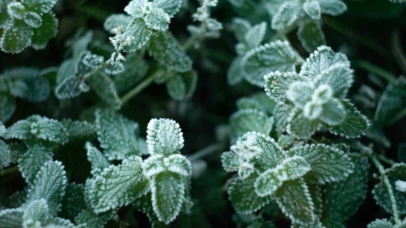 putting straw on a garden for winter to protect these mint leaves