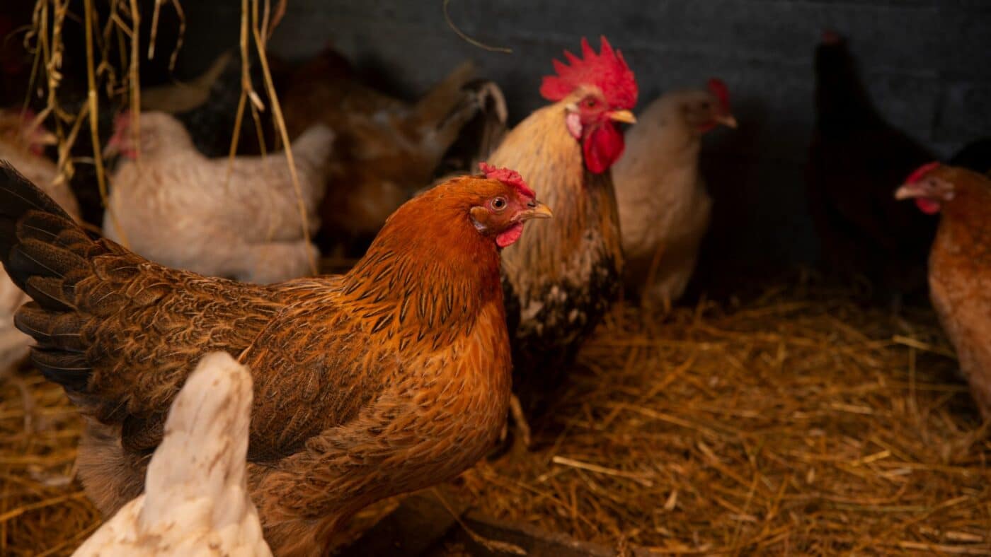Chickens that use straw bedding for chickens.