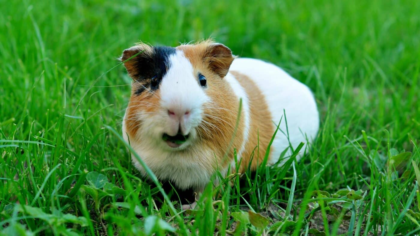 guinea pigs who are on a diet of timothy hay for guinea pigs