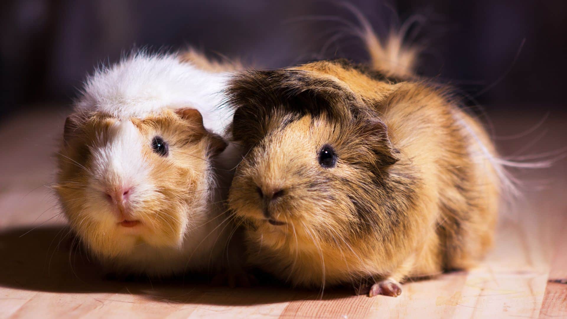 Two guinea pigs who are on a diet of timothy hay for guinea pigs