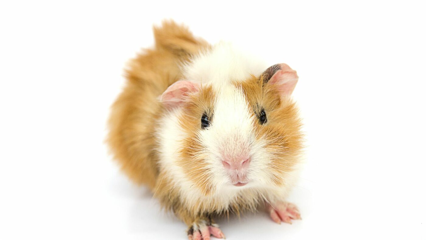 guinea pigs who are on a diet of timothy hay for guinea pigs