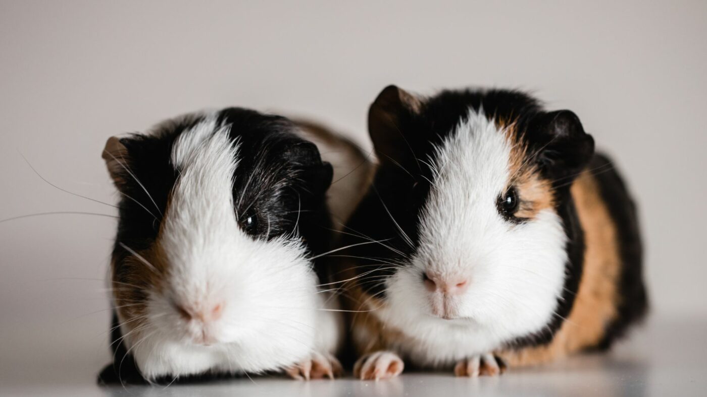 Two guinea pigs who are on a diet of timothy hay for guinea pigs