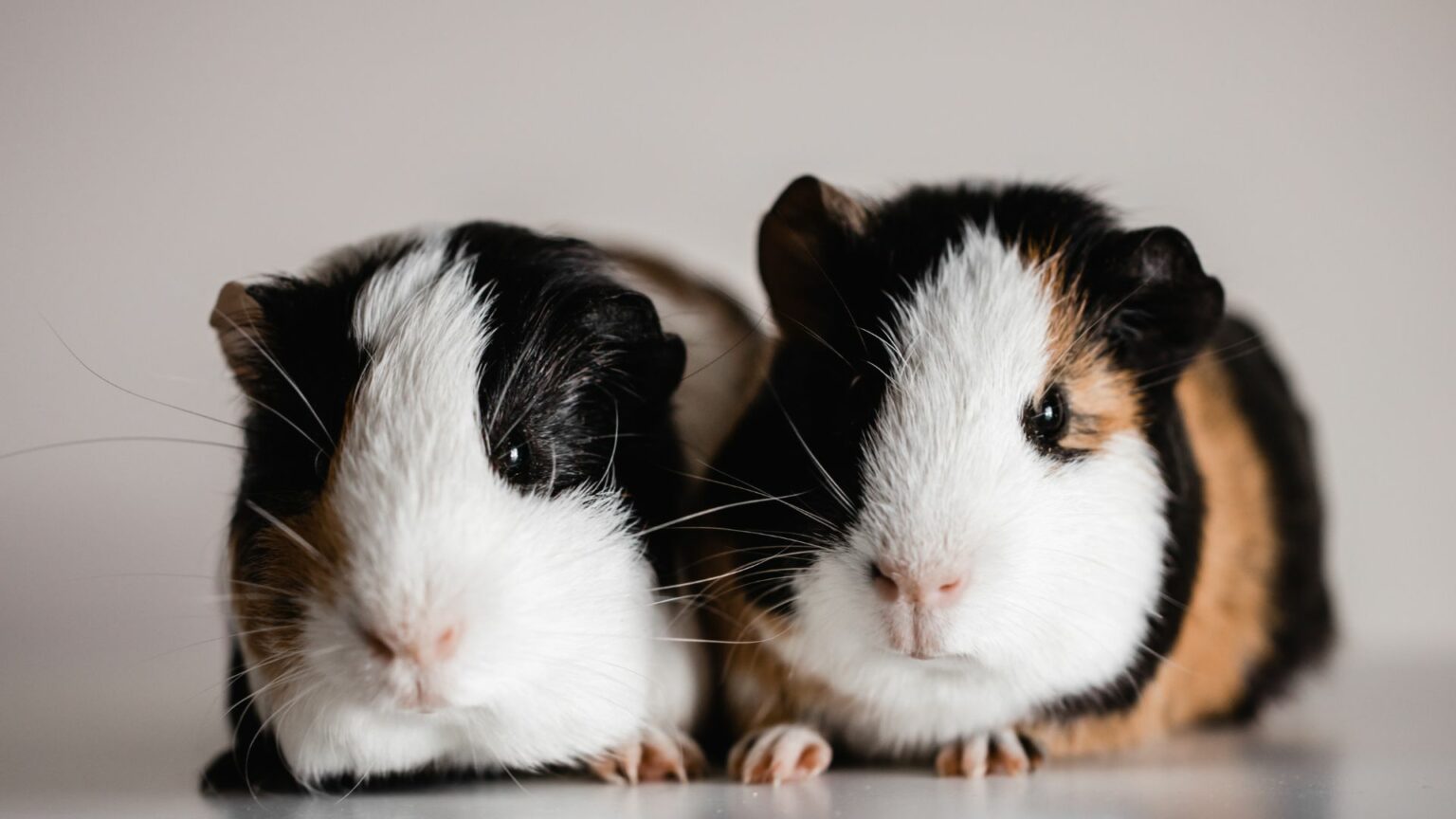 Timothy Hay for Guinea Pigs: Your Comprehensive Guide